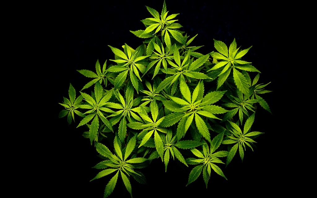 cannabis-5