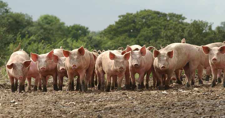 20.8.04 Blythburgh Free Range PorkFree Range growers.