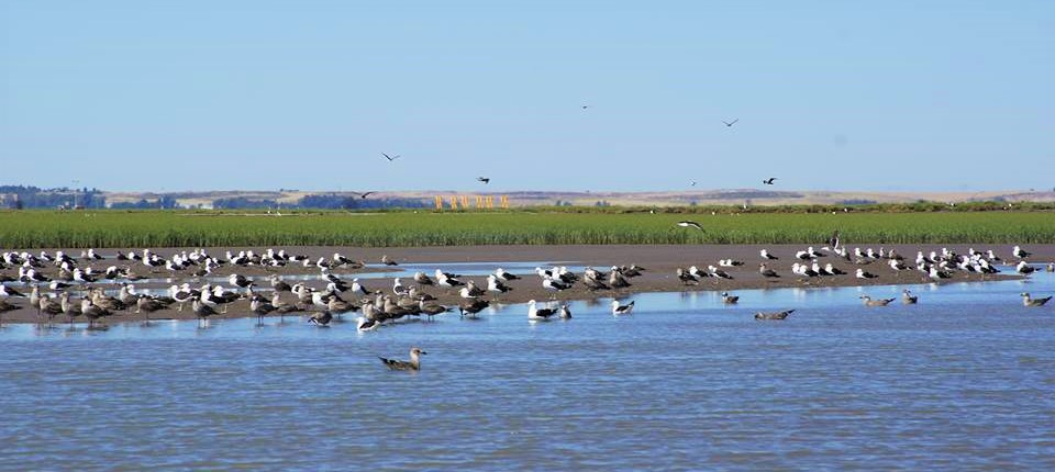 estuario