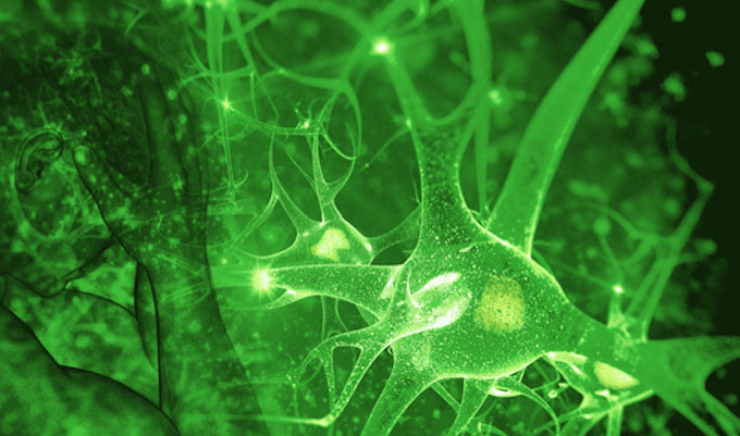 systeme-endocannabinoide-cbd-fr