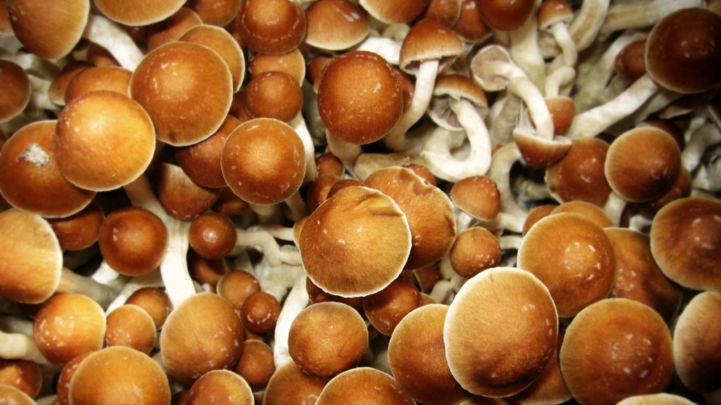 https___cdn.cnn_.com_cnnnext_dam_assets_220525185941-cultivated-mushrooms-restricted